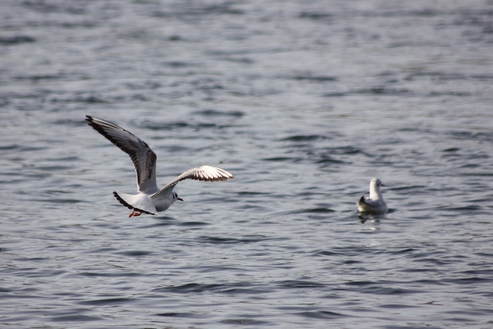 uccelli del fiume Ticino